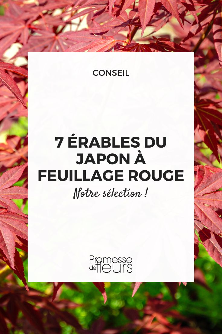 Acer a feuilles pourpres