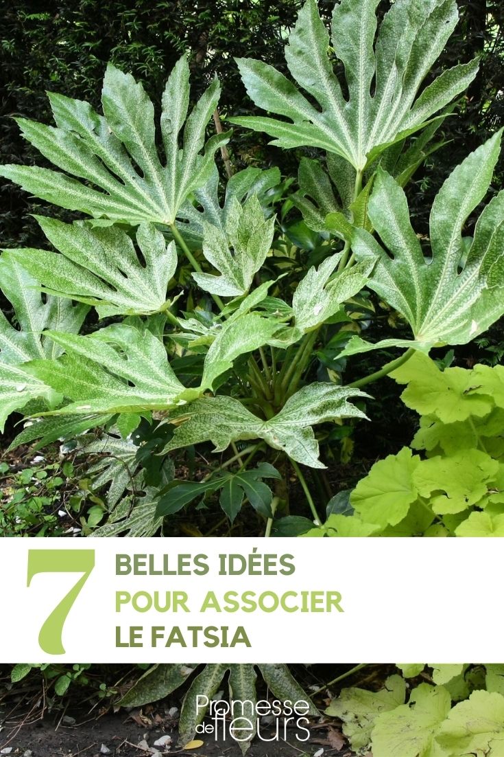 idees associations fatsia au jardin