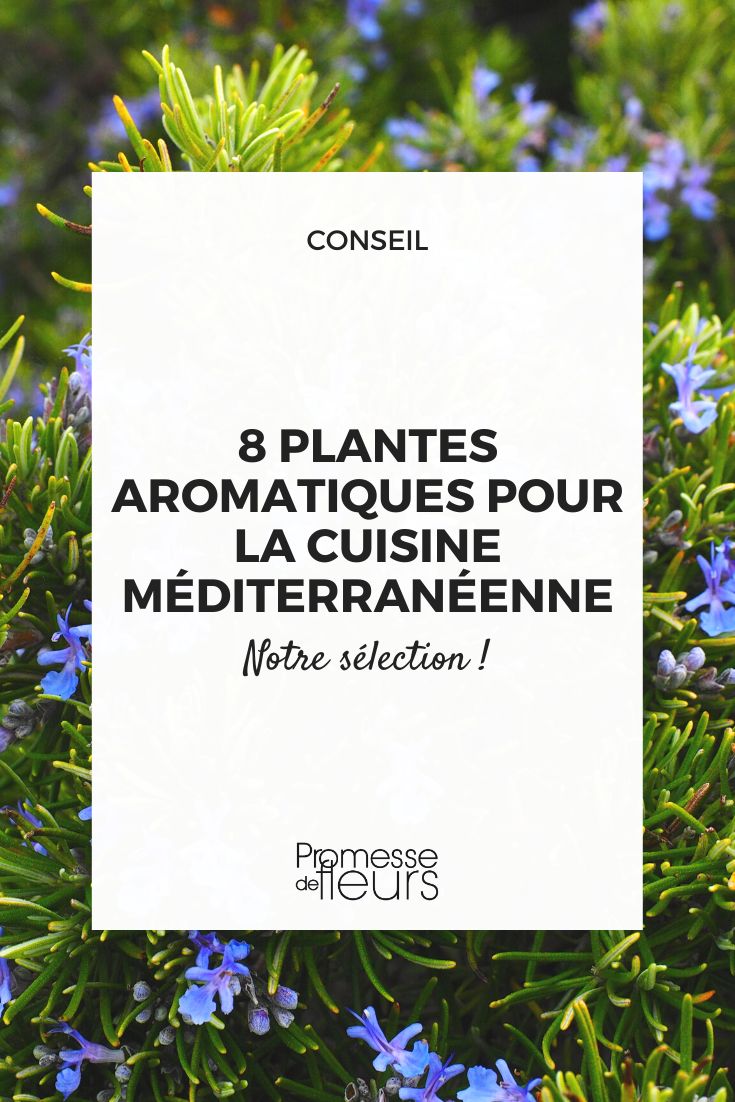 Plantes aromatiques vivaces – liste complète et astuces pour les cultiver