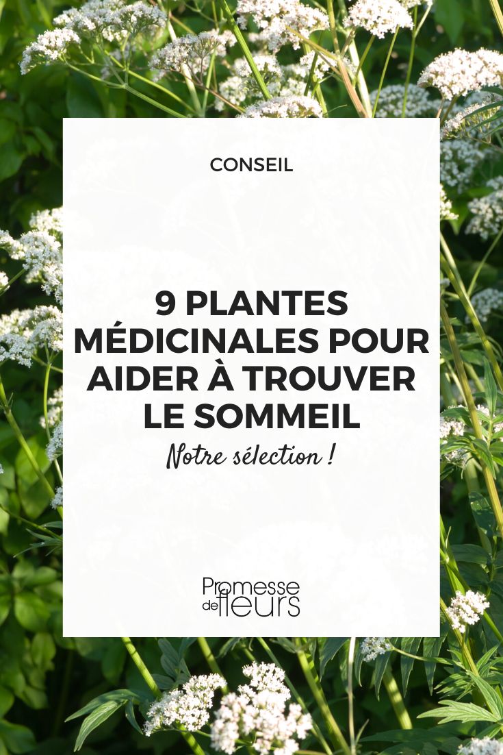 phytothérapie pour mieux dormir