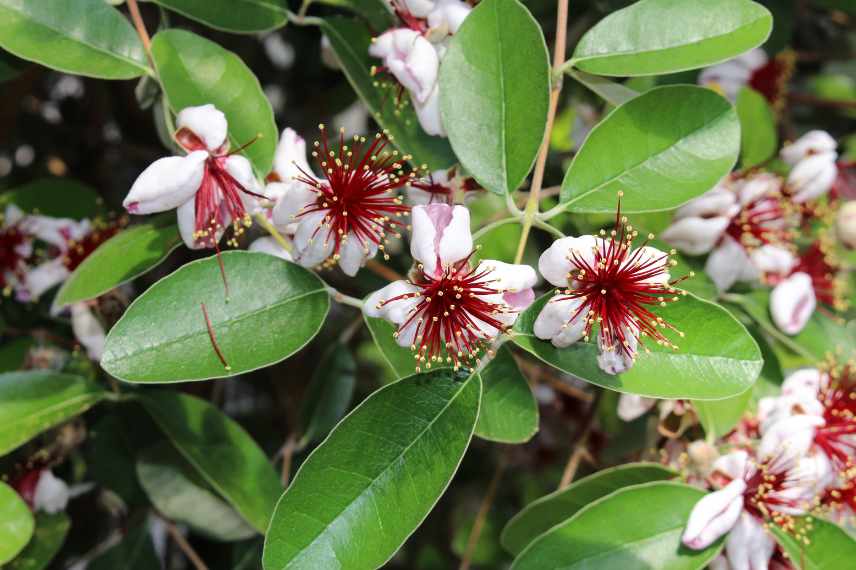 choisir un fejoa, meilleures varietes feijoa goyavier