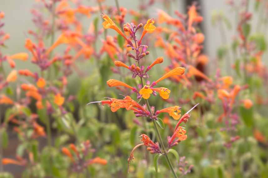 vivaces de soleil longue floraison, plantes massif soleil longue duree de floraison, plantes vivaces estivales longtemps fleuries