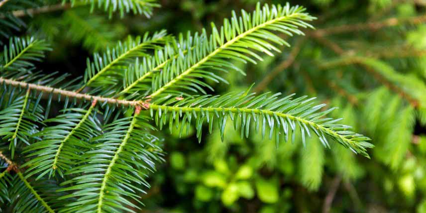 Arbres pour jardin de montagne