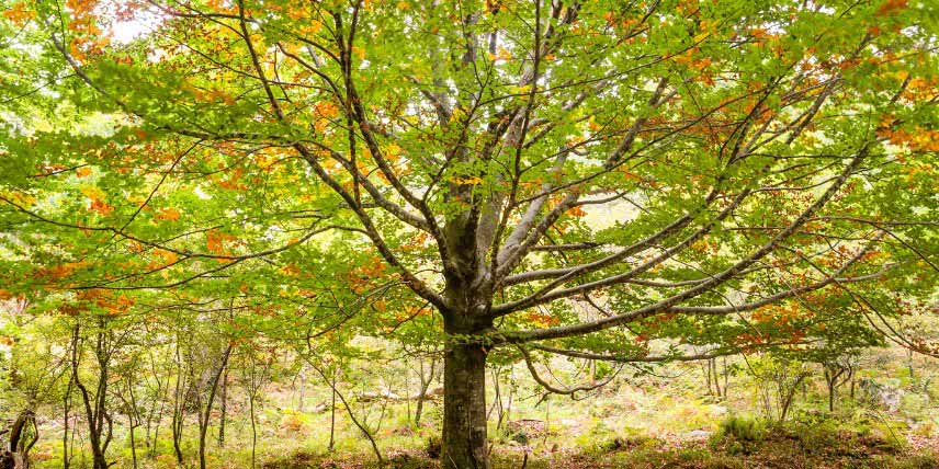 Arbres pour jardin de montagne