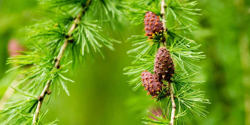 Arbres pour jardin de montagne