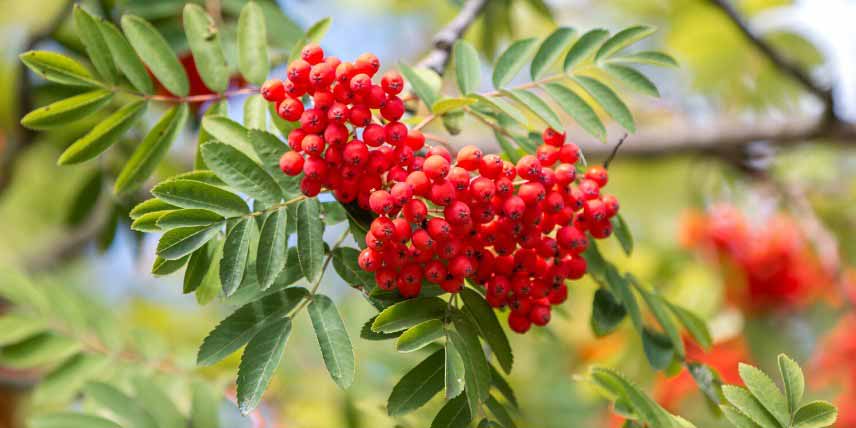 Arbres pour jardin de montagne