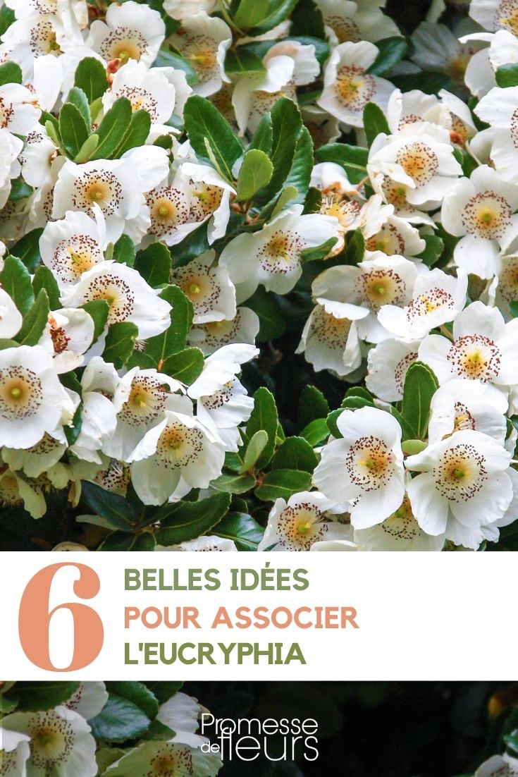 idées d'associations Eucryphia au jardin