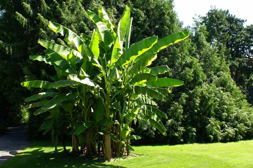 Bananier plantation en pleine terre, bananier varietes pour pleine terre