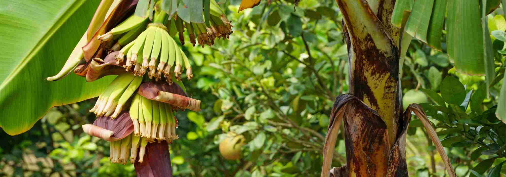 Cultiver un bananier en pleine terre