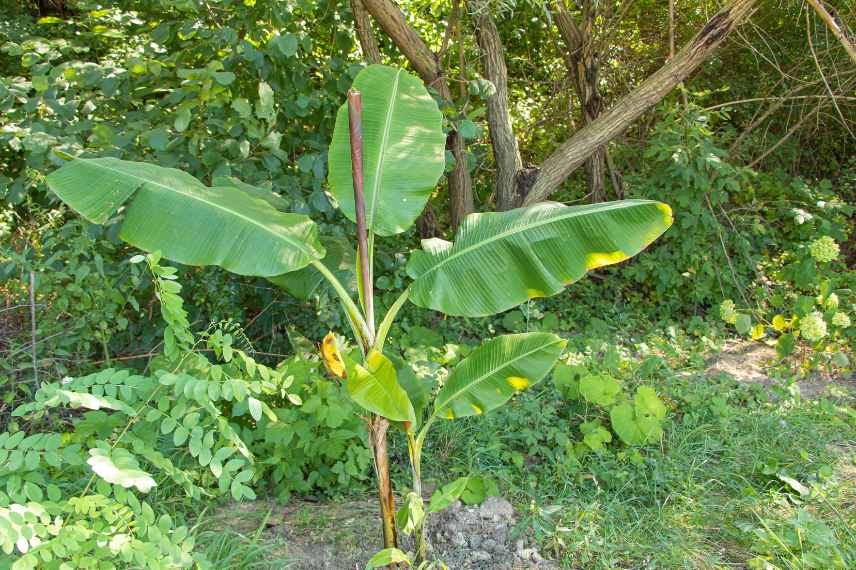 Bananier plantation en pleine terre, bananier varietes pour pleine terre