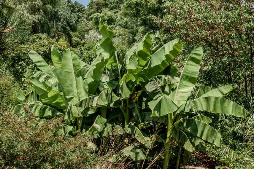 Bananier plantation en pleine terre, bananier varietes pour pleine terre