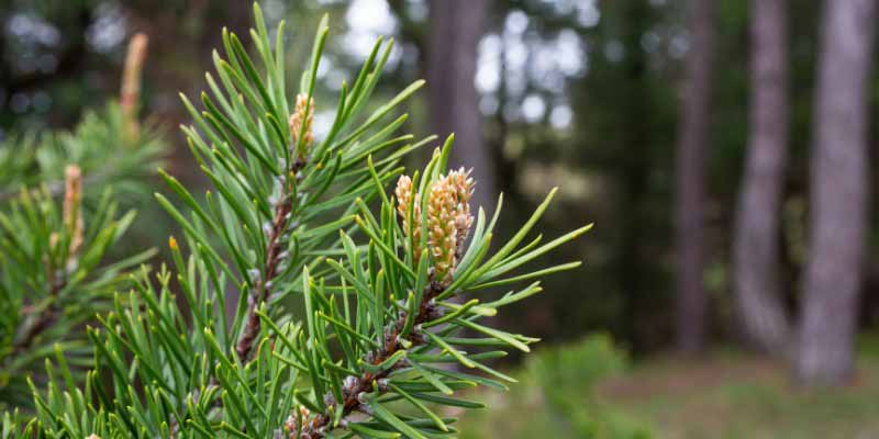 Bourgeons de pin : récolte et utilisation