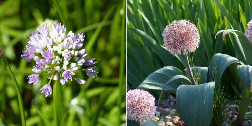 Bulbes pour jardin de montagne