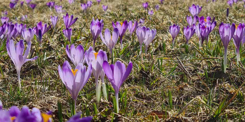 Bulbes pour jardin de montagne