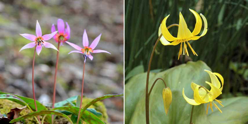 Bulbes pour jardin de montagne