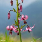 Fleurs de montagne : 7 bulbes à adopter au jardin