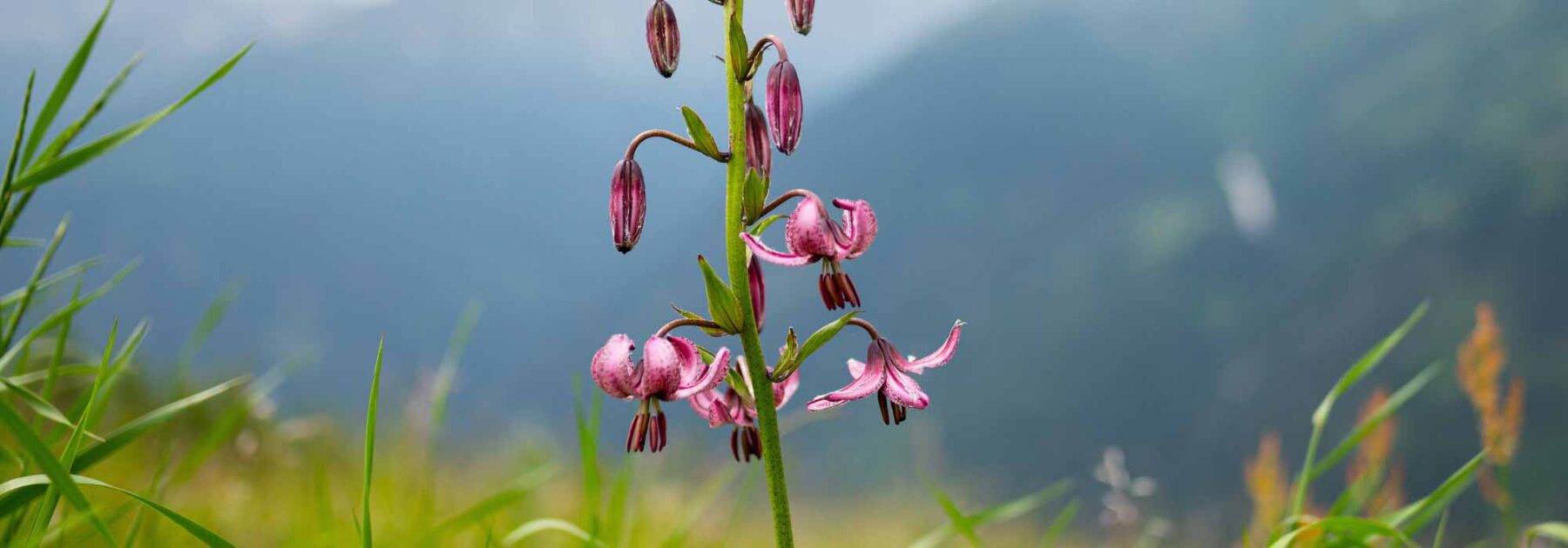 Fleurs de montagne : 7 bulbes à adopter au jardin