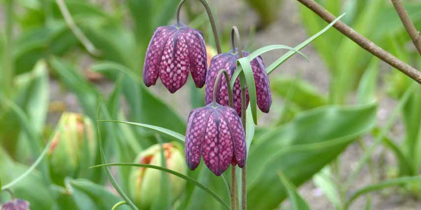 Bulbes pour jardin de montagne