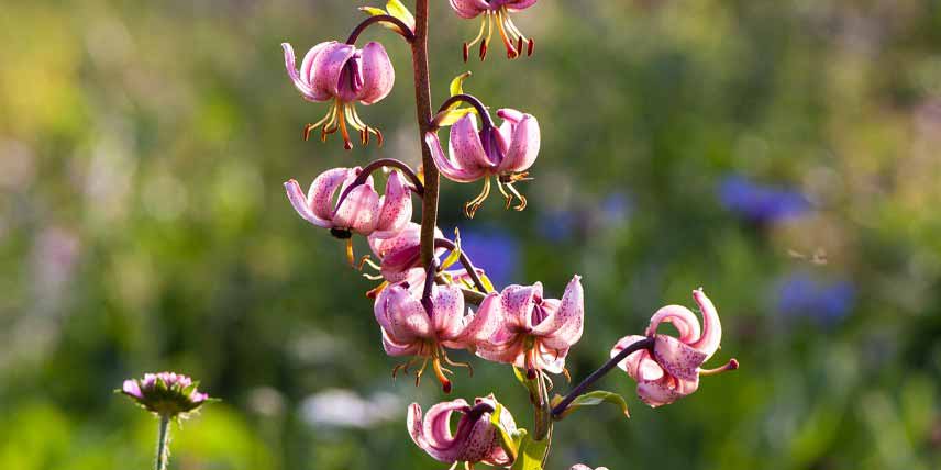 Bulbes pour jardin de montagne