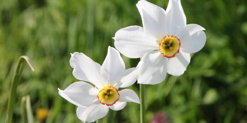 Bulbes pour jardin de montagne