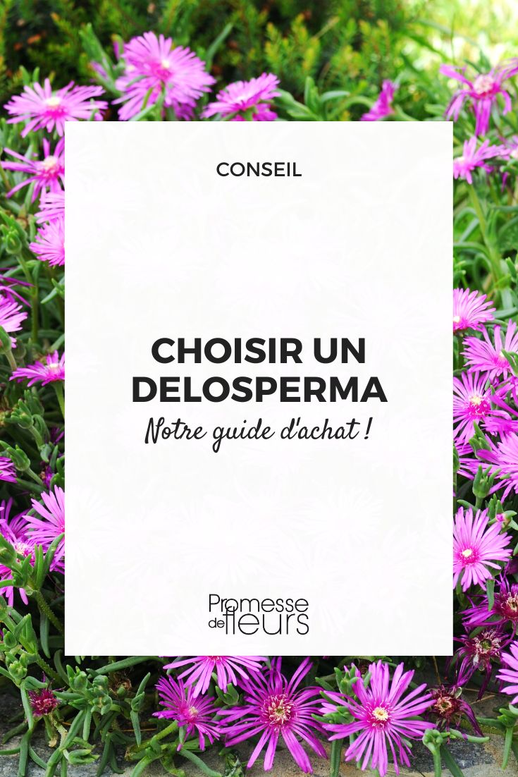 guide d'achat Delosperma