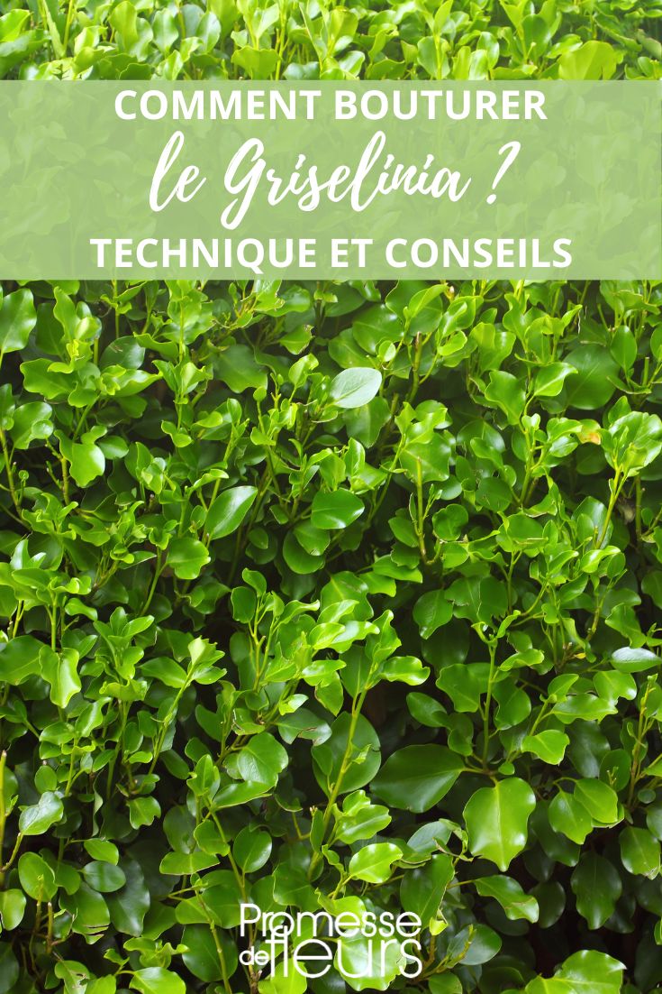 bouturage griselinia