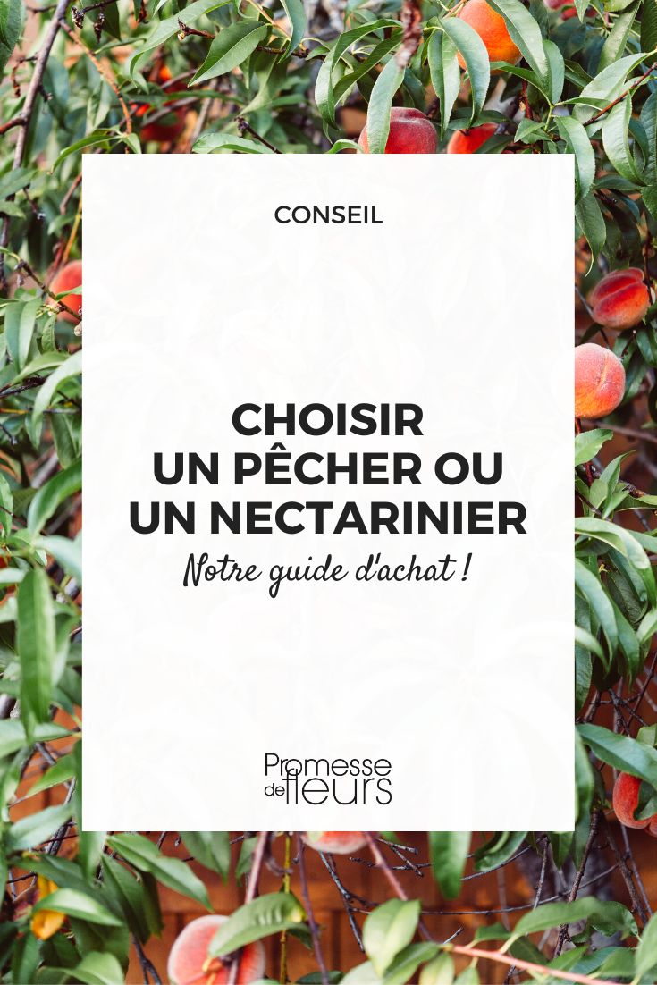 guide d'achat pêcher ou nectarinier 