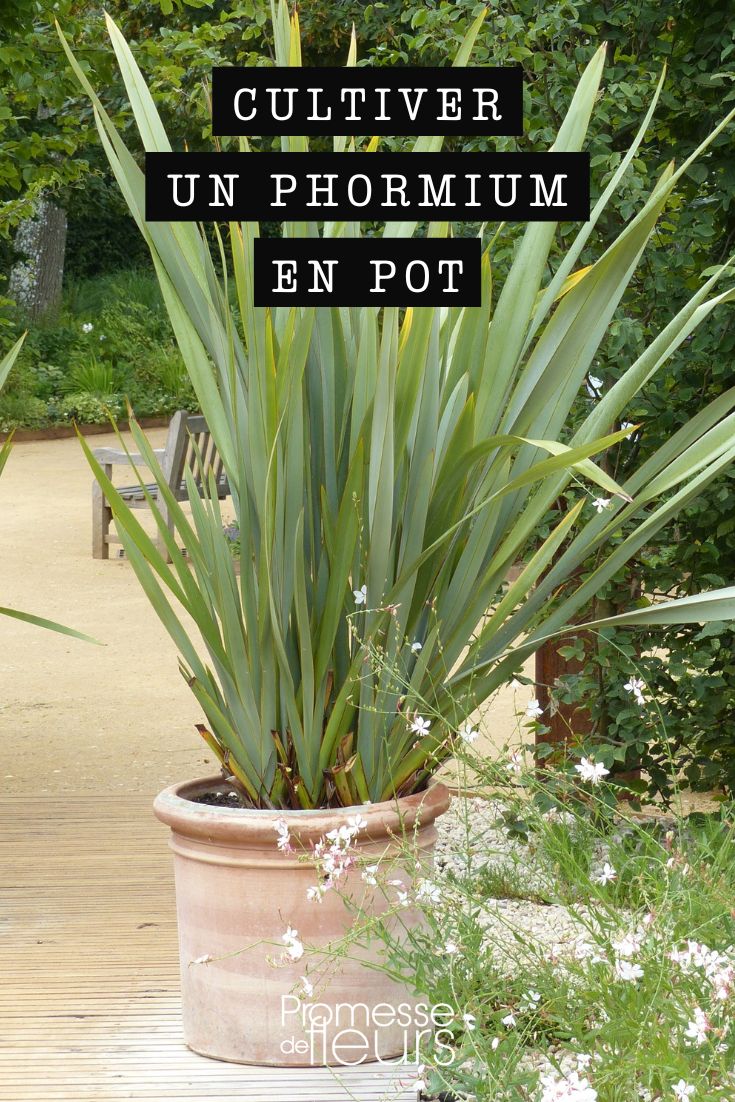 planter phormium lin de nouvelle zelande en pot ou en bac