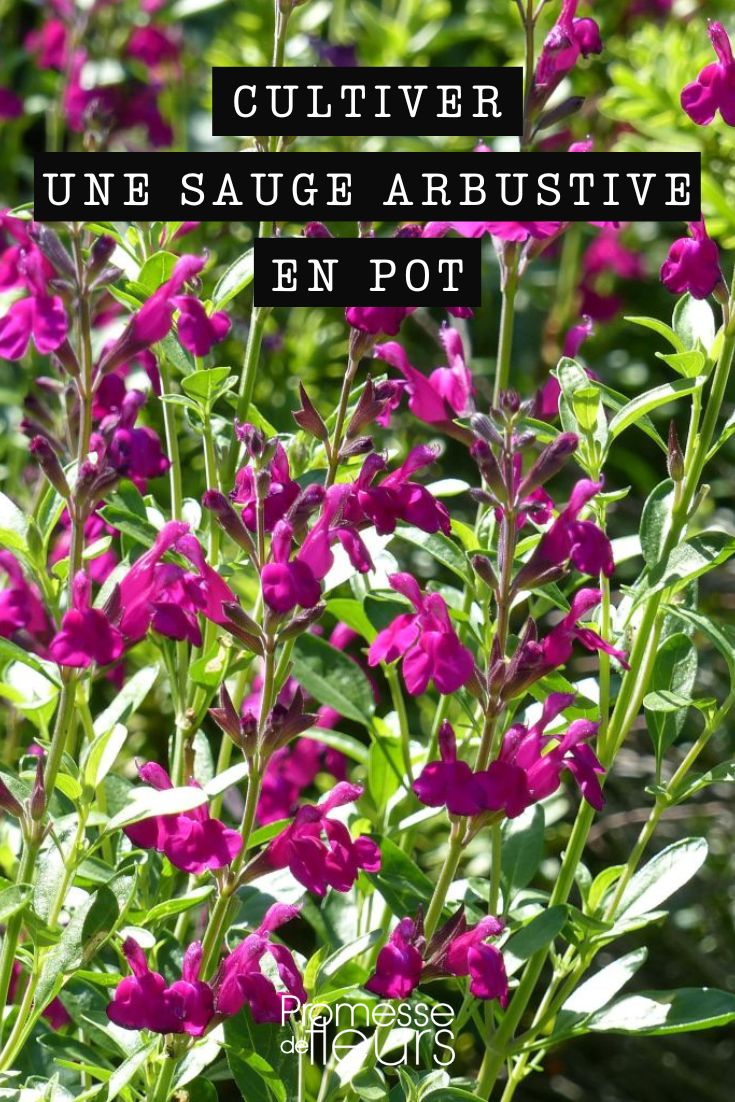 Salvia jamensis en pot ou en bac