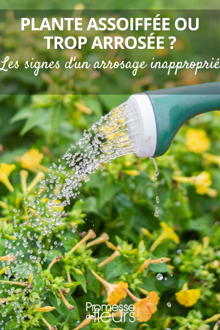 difference plante assoifee et plante deshydratee