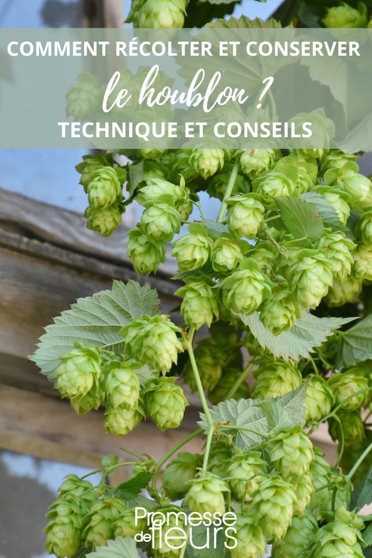 recolte sechage conservation houblon Humulus lupulus