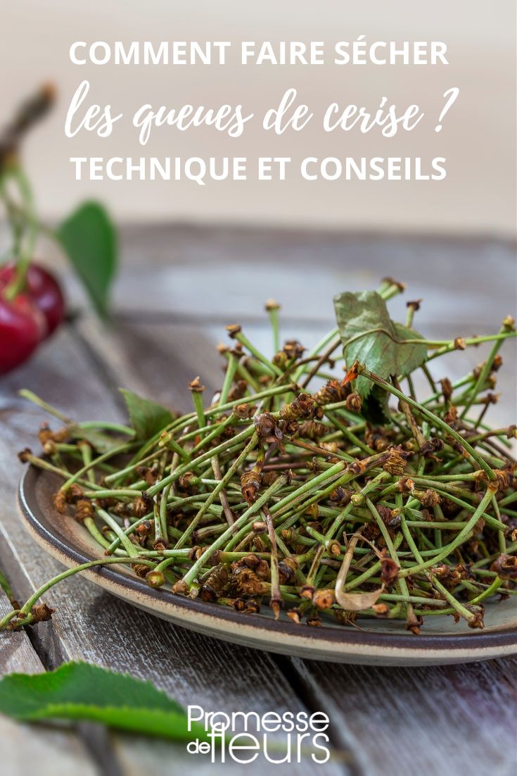 tisane queues de cerises