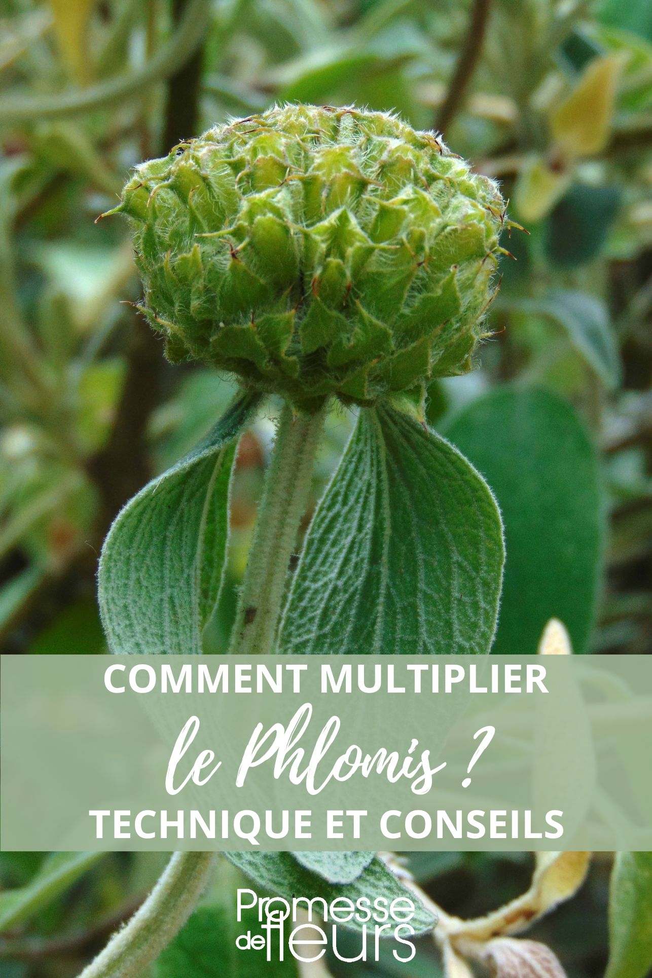 semer bouturer diviser phlomis sauge de jerusalem