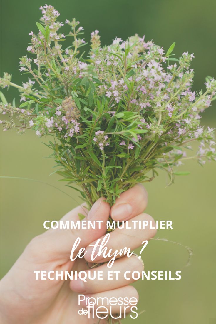 Comment multiplier le thym ? - Promesse de Fleurs