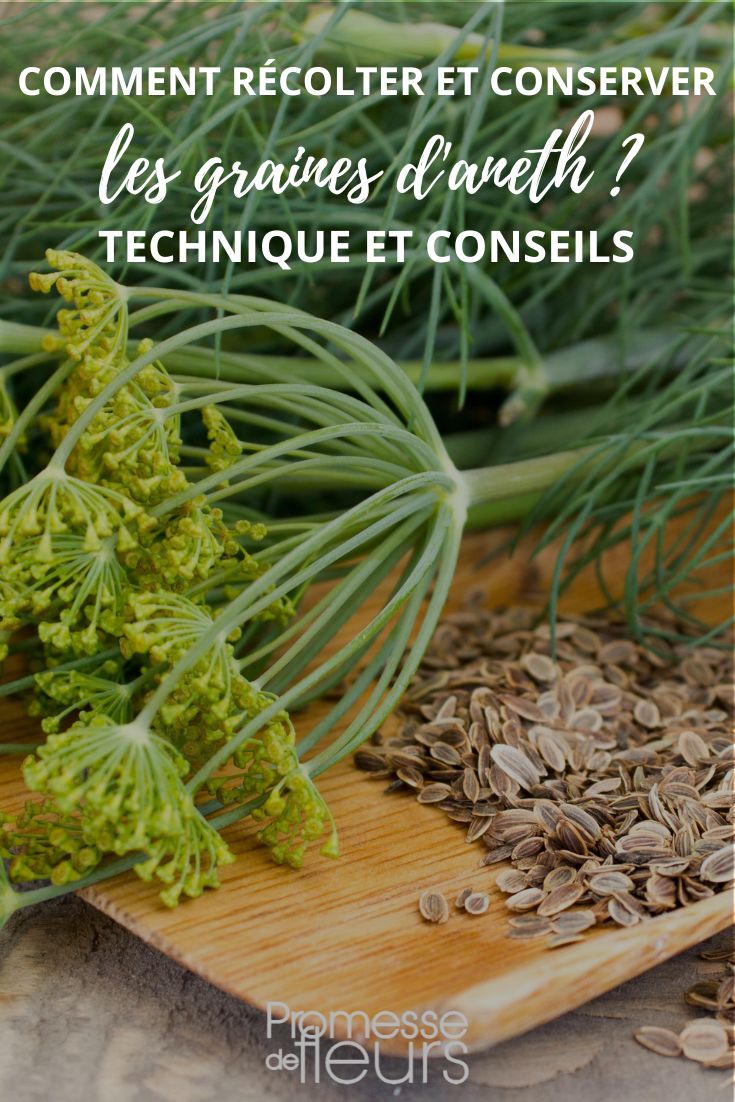 Conseils pour Récolter et Conserver Vos Propres Graines de Plantes