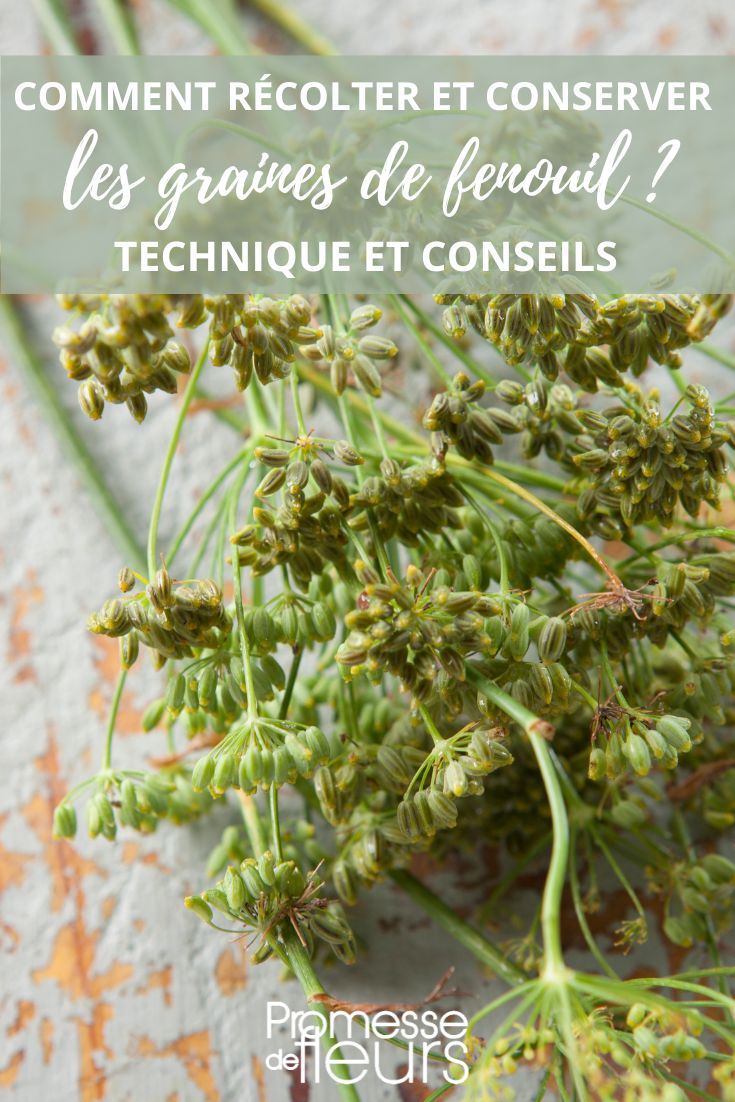 fenouil : recolte et conservation