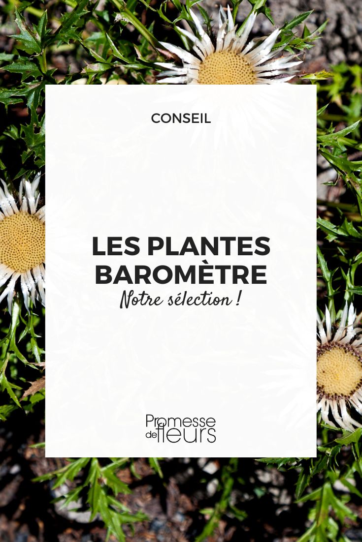 les plantes baromètre carlina acaulis
