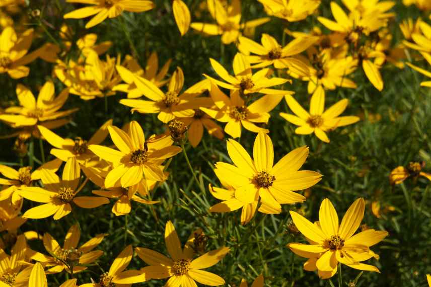 vivaces de soleil longue floraison, plantes massif soleil longue duree de floraison, plantes vivaces estivales longtemps fleuries