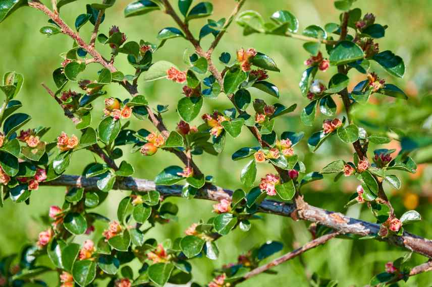 arbuste persistant pour haie, Cotoneaster pour haie, variete cotoneaster haie