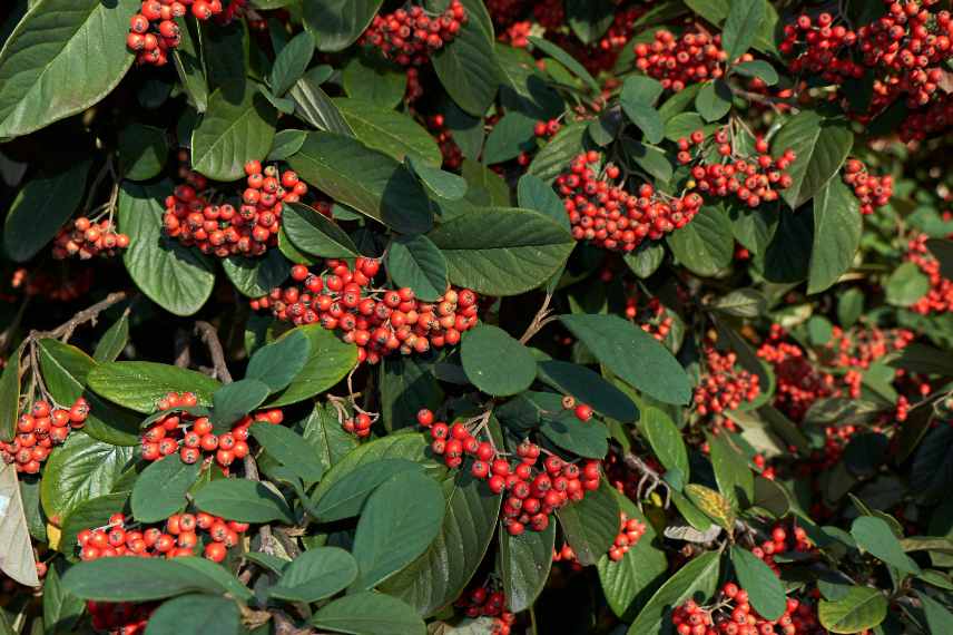 arbuste persistant pour haie, Cotoneaster pour haie, variete cotoneaster haie