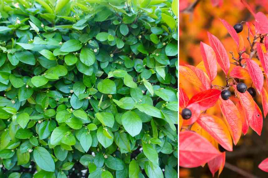 arbuste persistant pour haie, Cotoneaster pour haie, variete cotoneaster haie