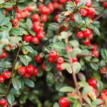 5 Cotonéaster parfaits en haie