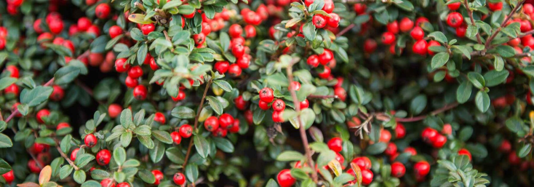 5 Cotonéaster parfaits en haie