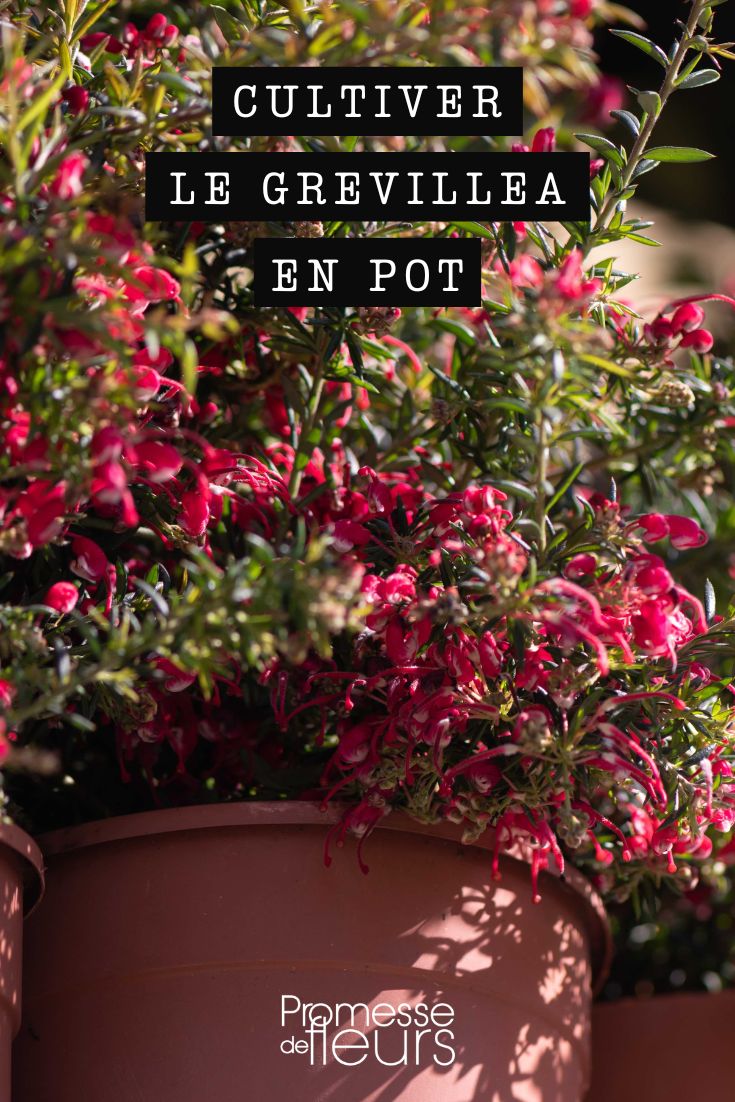 planter le grevillea en pot ou en bac