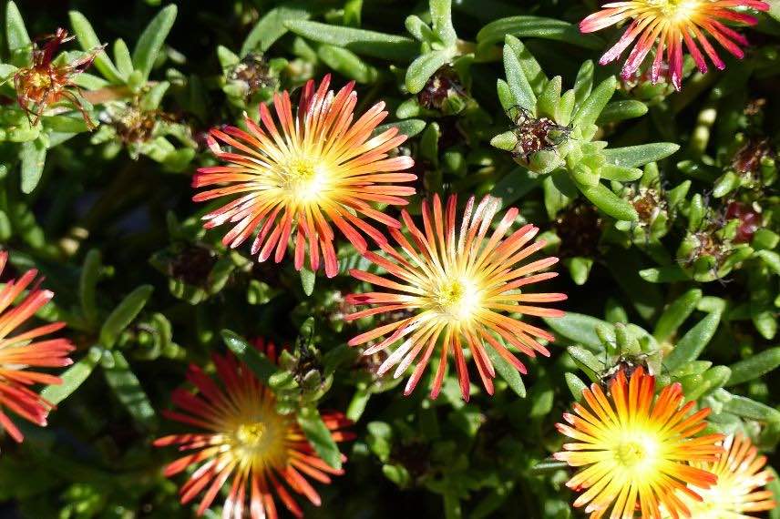 Delosperma WOW Fire