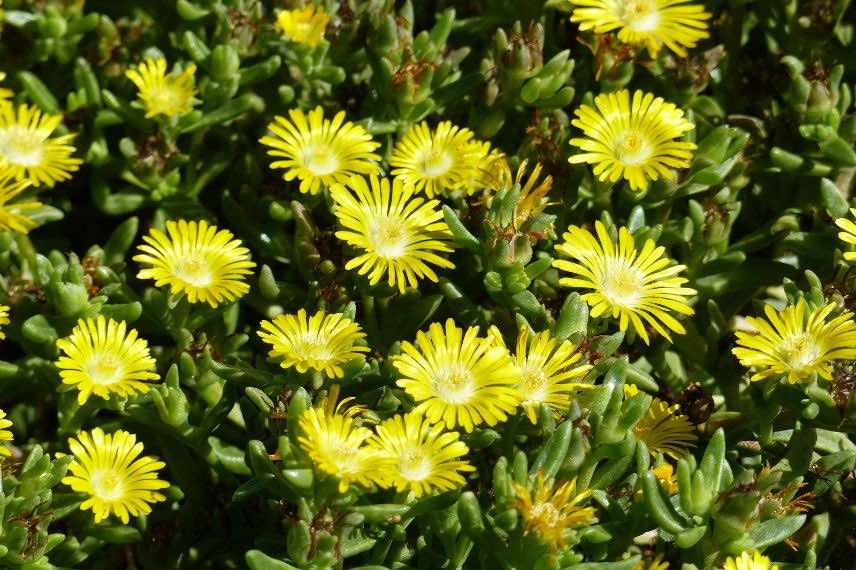 Delosperma WOW Golden 