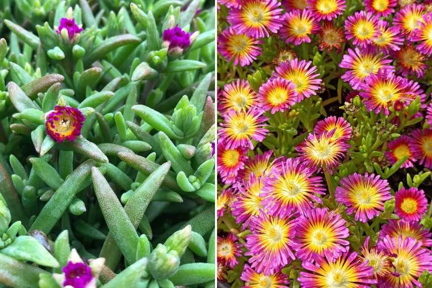 Delosperma Wheels of Wonder