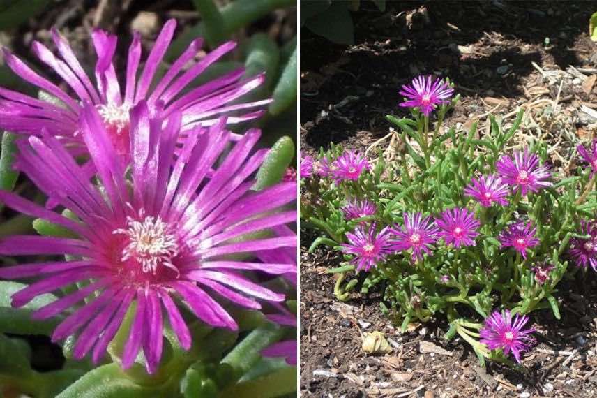 Delosperma cooperi