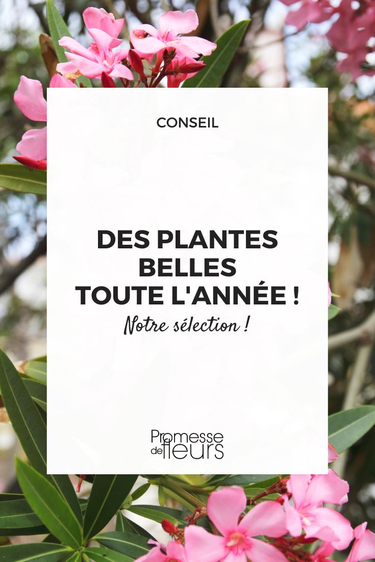 plantes esthétiques 4 saisons