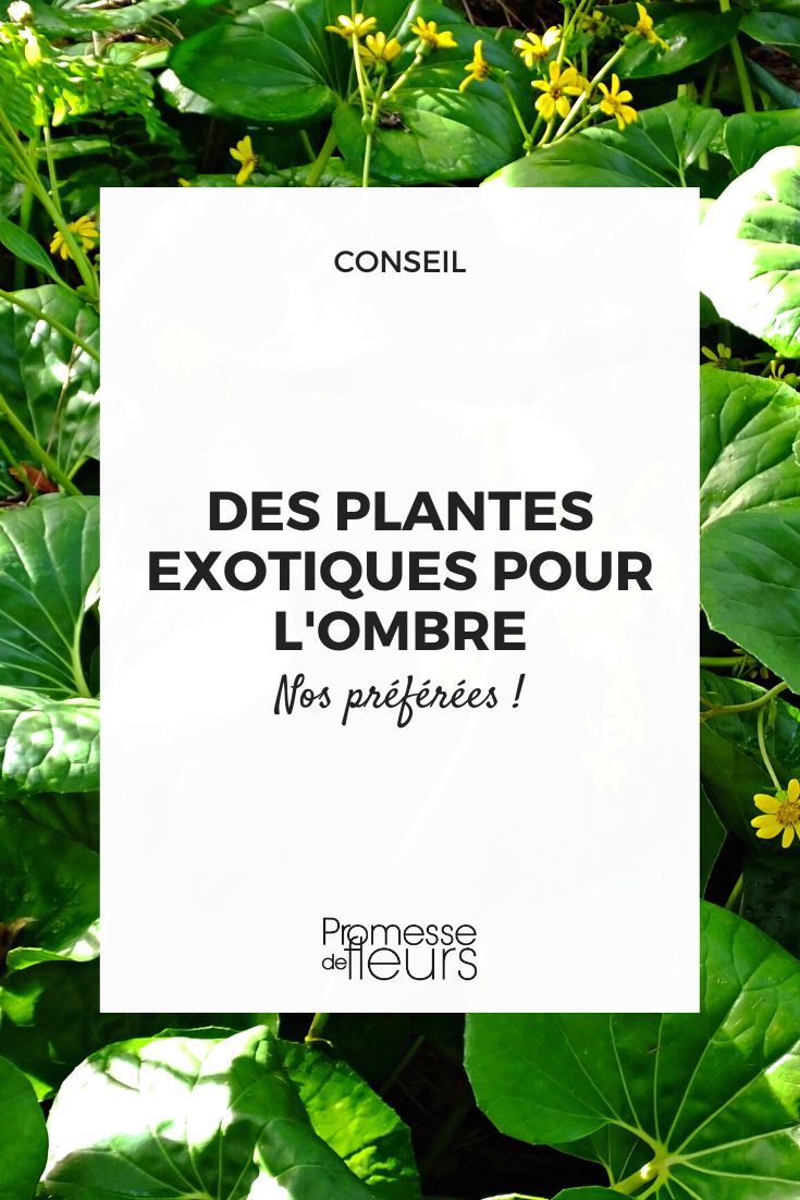 plantes exotiques